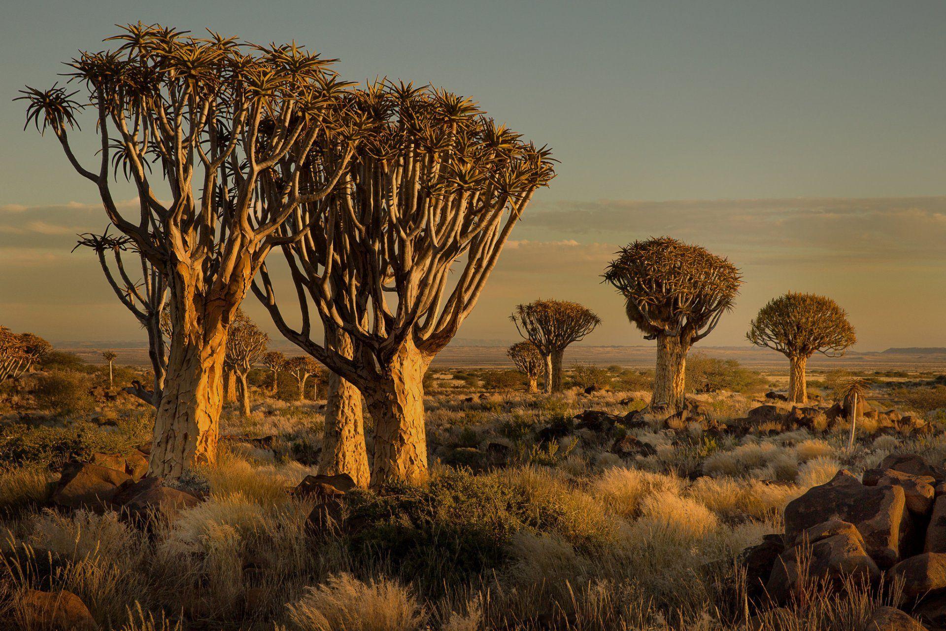 namibia africa sunset tree stones grass HD wallpapers