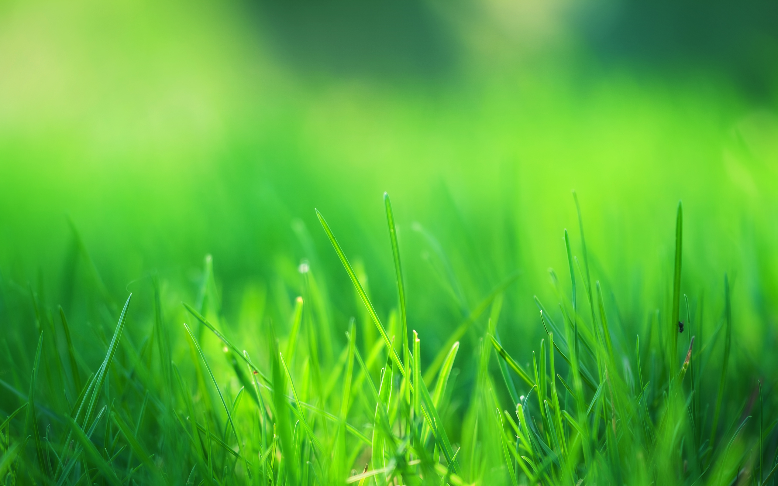 4K Green Grass Wallpapers High Quality