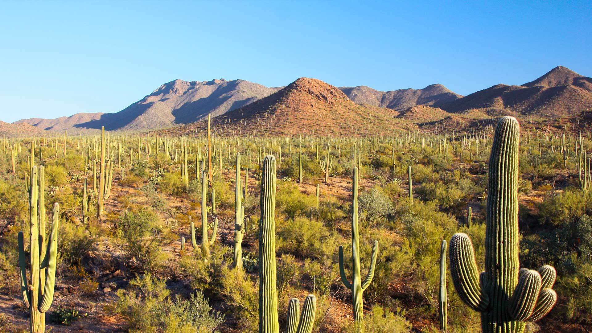 Saguaro National Park