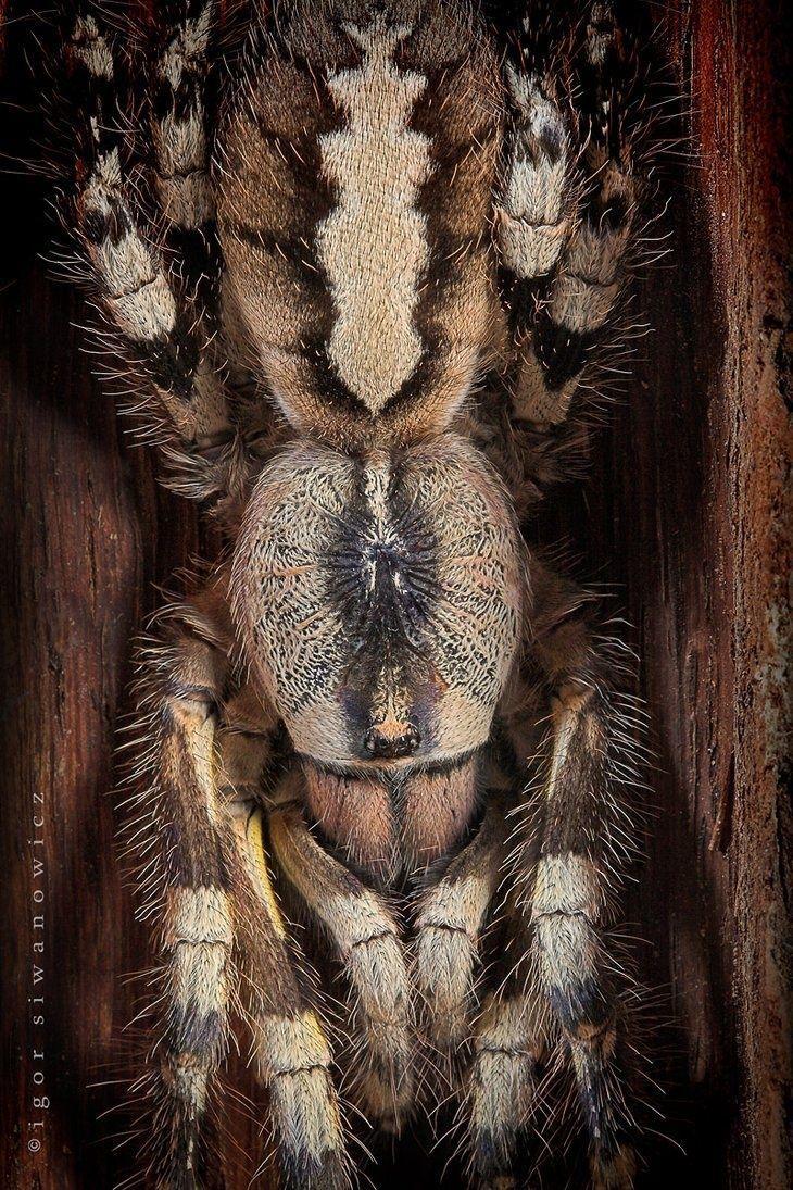169 best Tarantula image