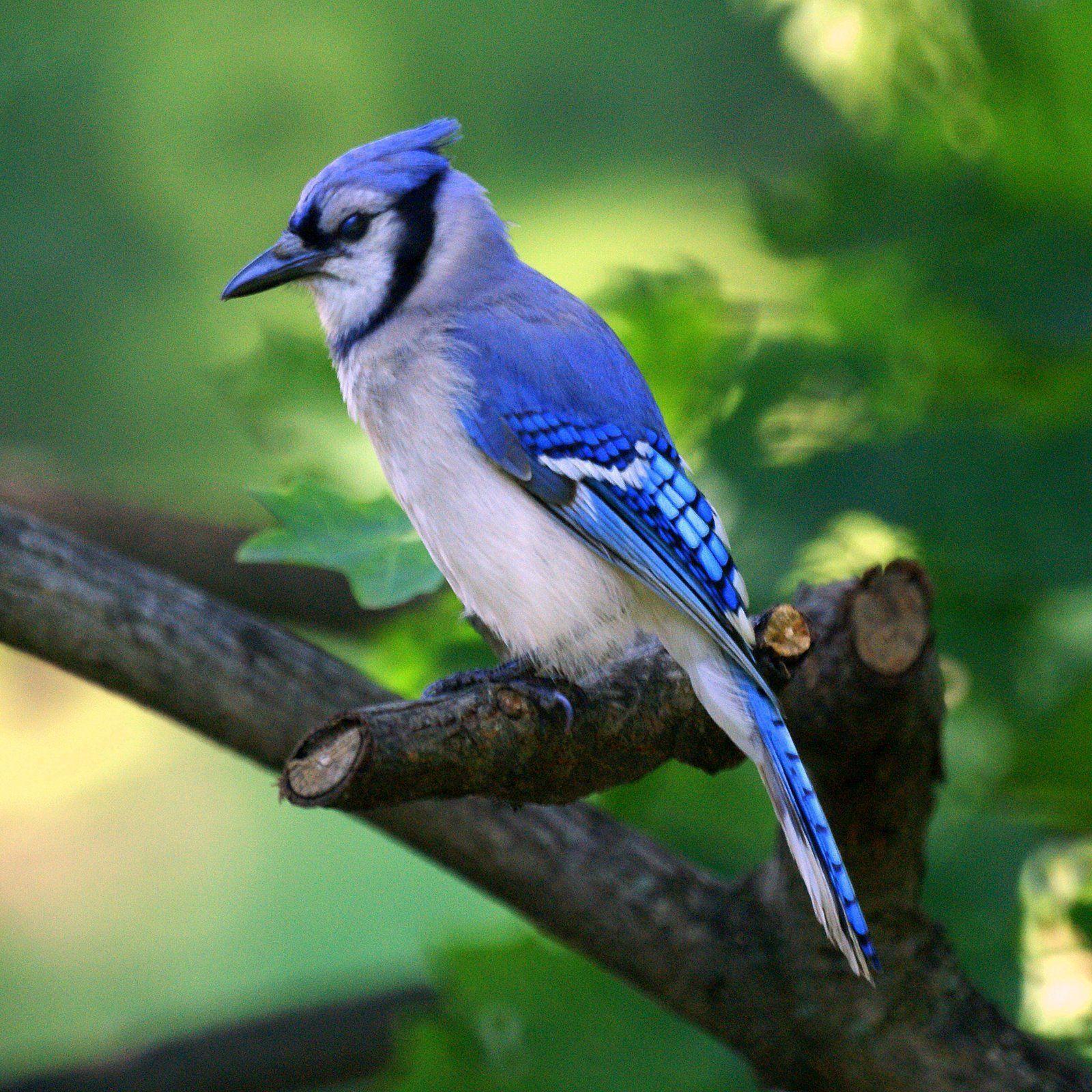 Blue Jay Bird Wallpapers