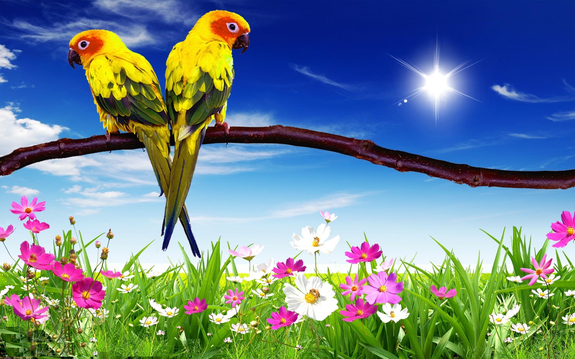 Parrot Wallpapers For Desktop HD