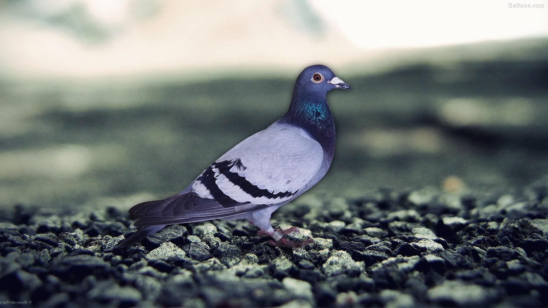 Pigeon Wallpapers HD Backgrounds, Image, Pics, Photos Free Download