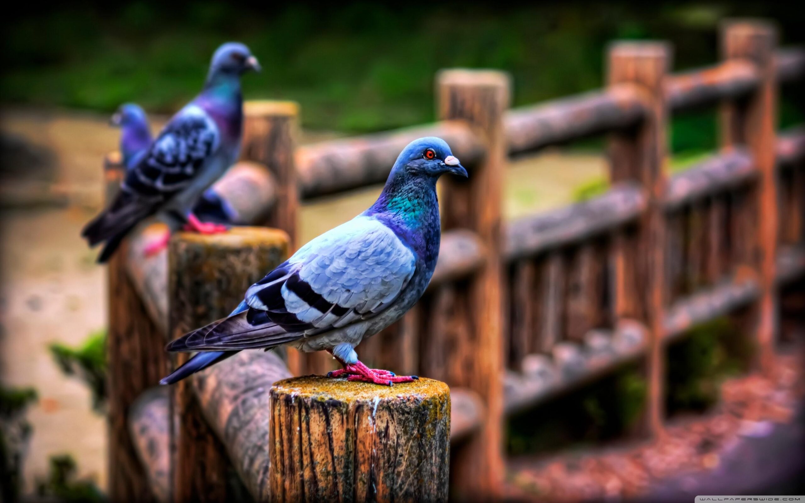 Pigeons ❤ 4K HD Desktop Wallpapers for 4K Ultra HD TV • Tablet