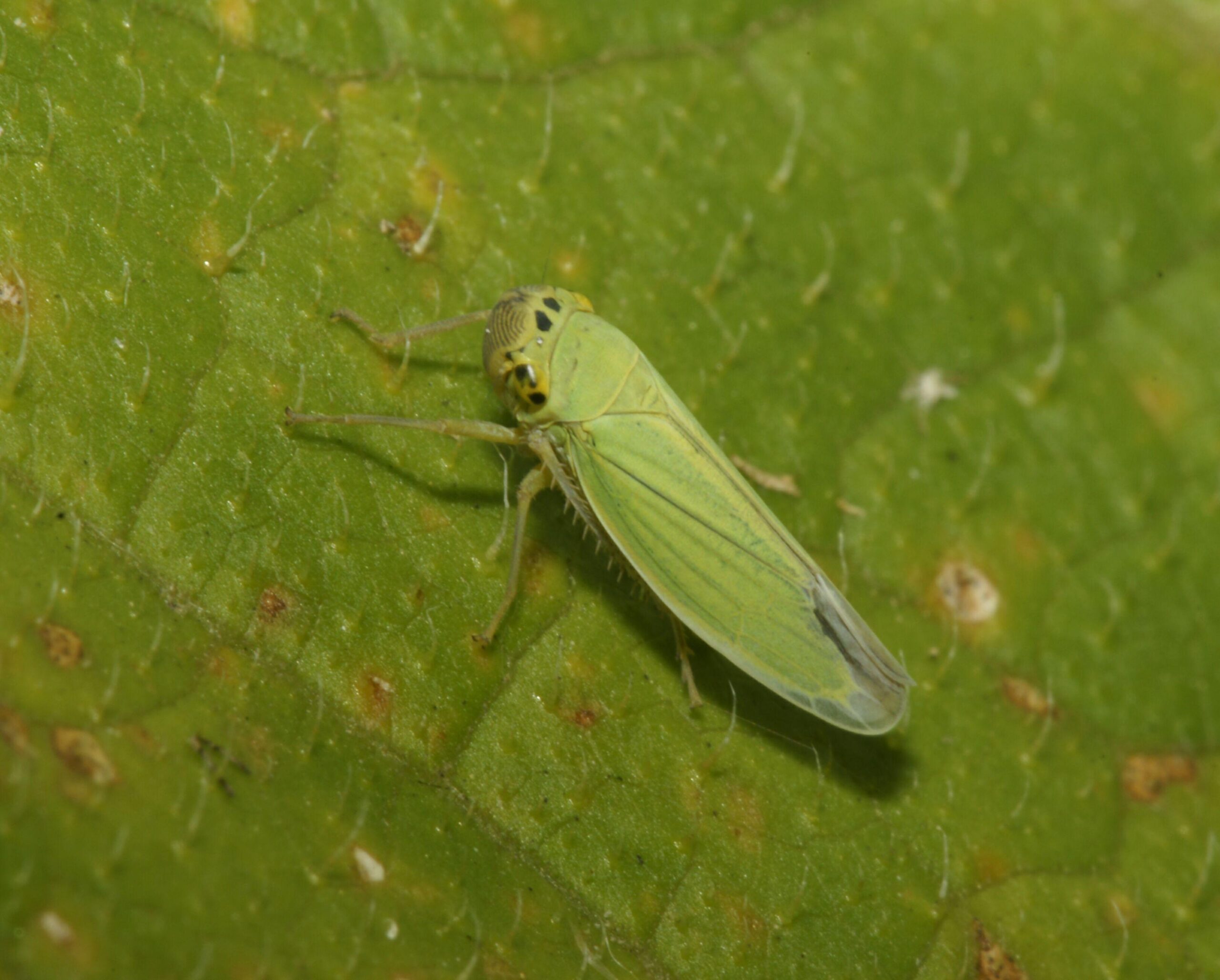 Leafhopper Free HD Wallpapers Image Backgrounds