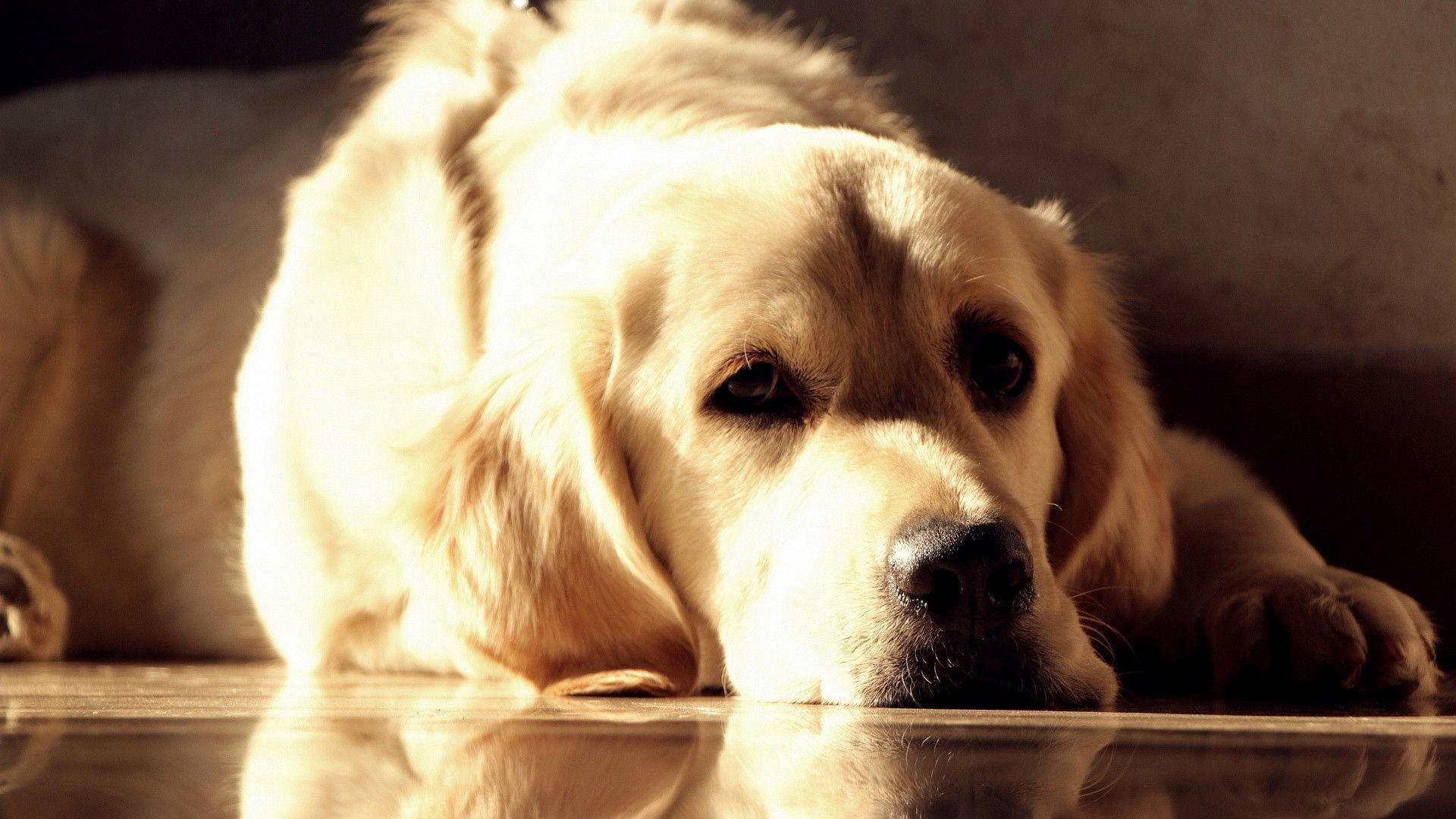 Golden labrador Wallpapers