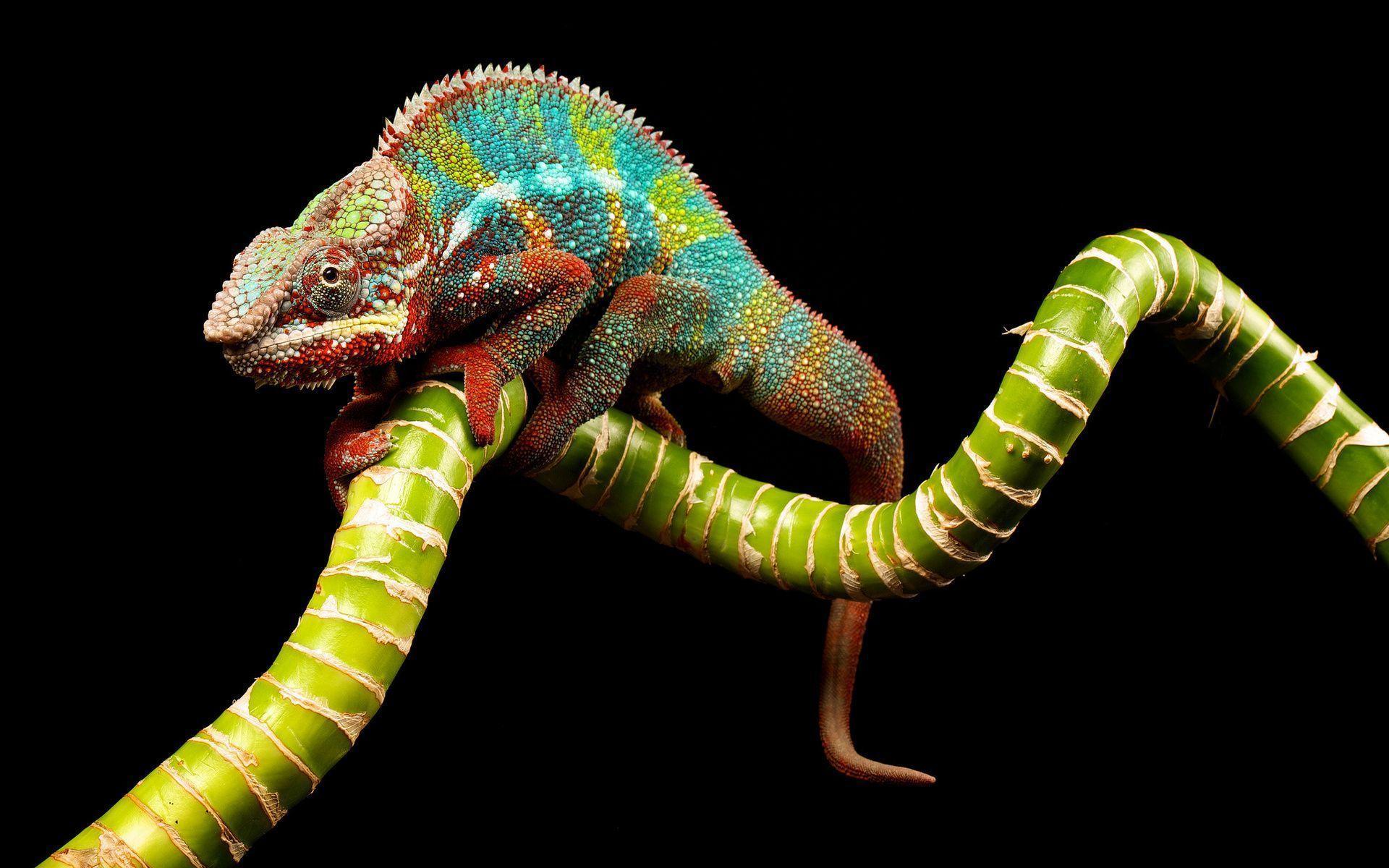 Chameleon Lizard Pictures