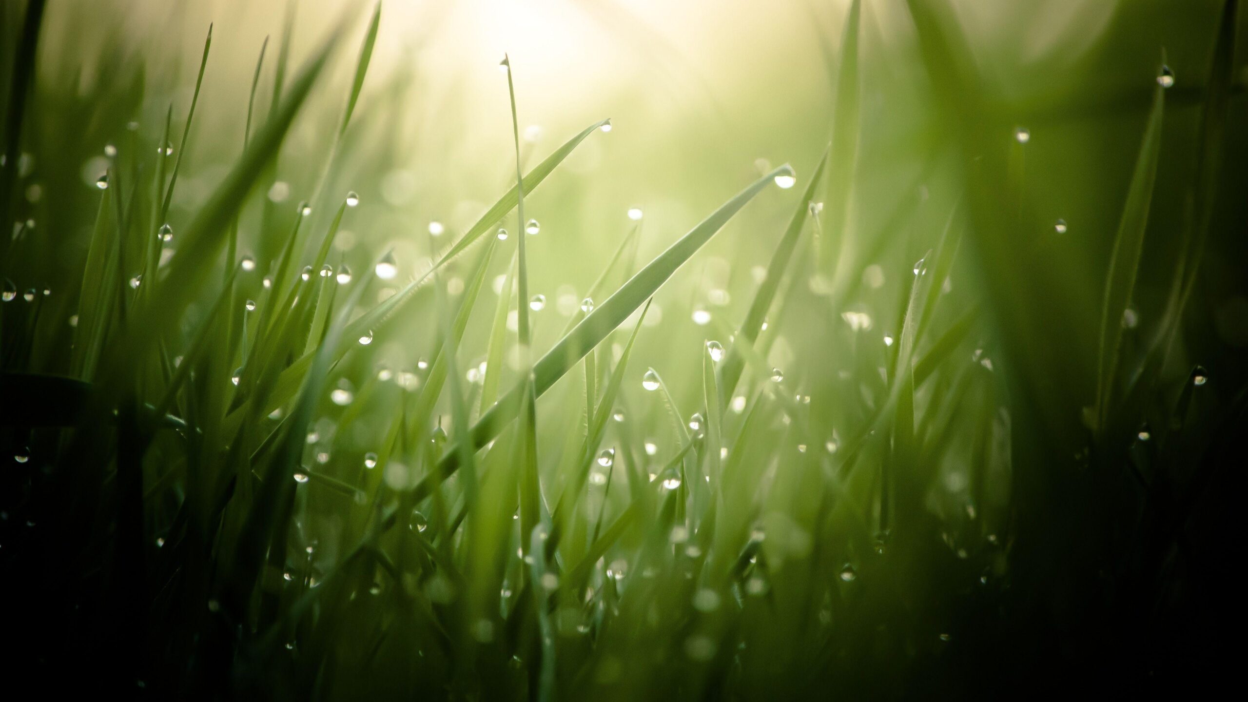 Morning Dew On Grass Threads 4K Ultra HD Desktop Wallpapers