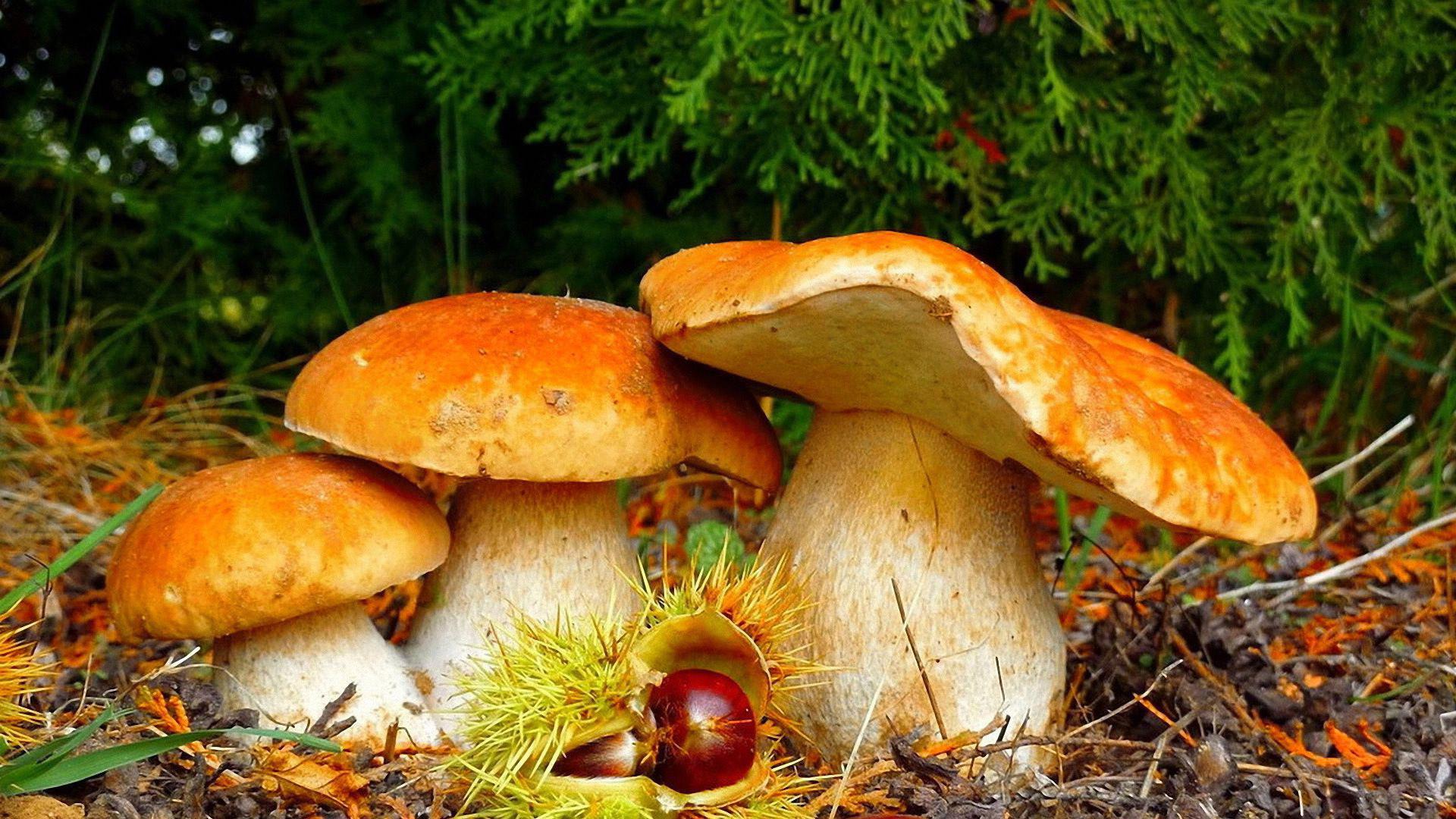 57+ 3D Mushroom Wallpapers