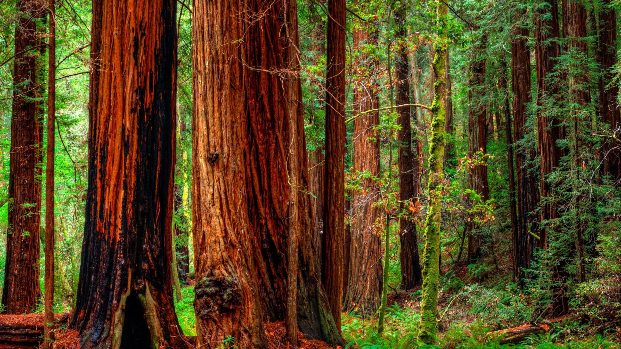 Forest Trees In Jedediah Smith Redwoods State Park