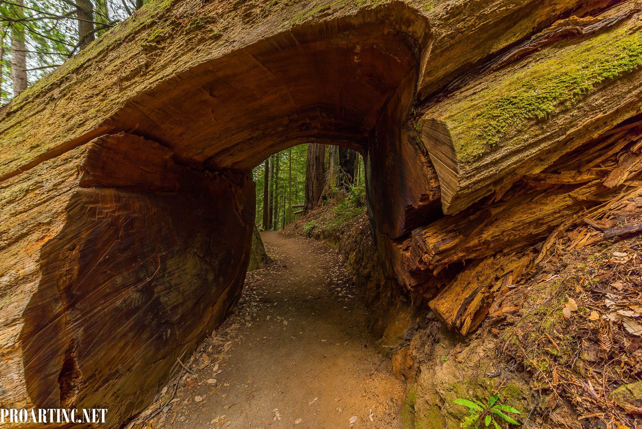 Emerald Ridge and Tall Trees Grove