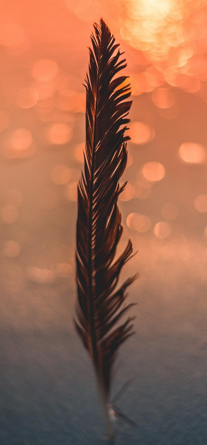 Feather Black Bokeh Wallpapers