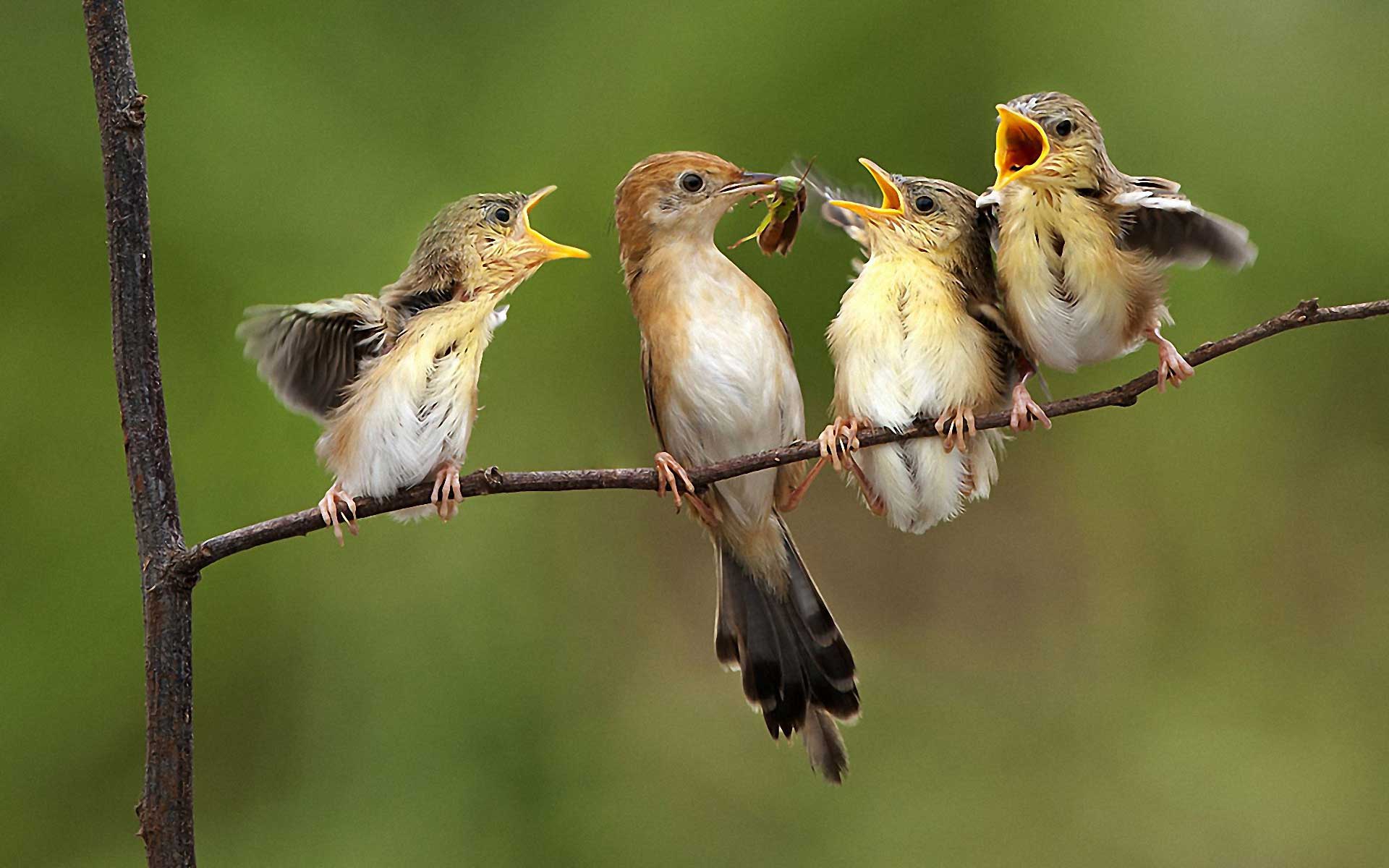 Baby Birds HQ Photo Wallpapers Cute Wallpapers