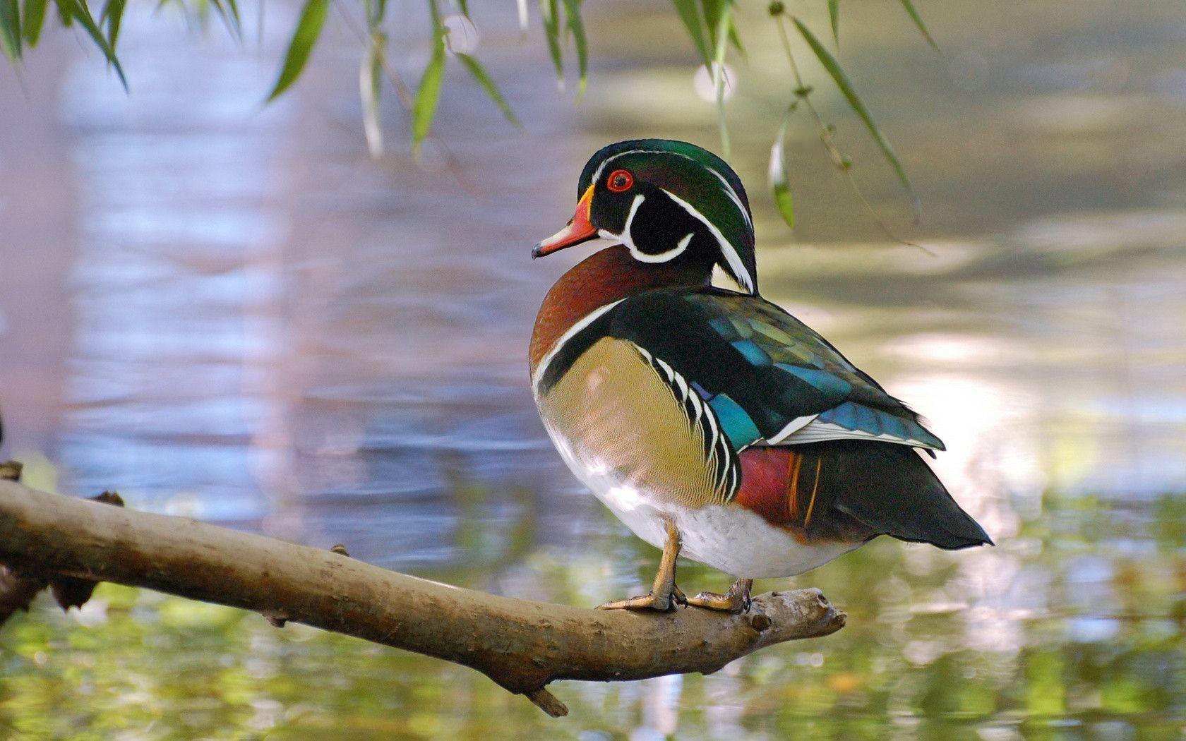 Wallpapers For > Wood Duck Wallpapers