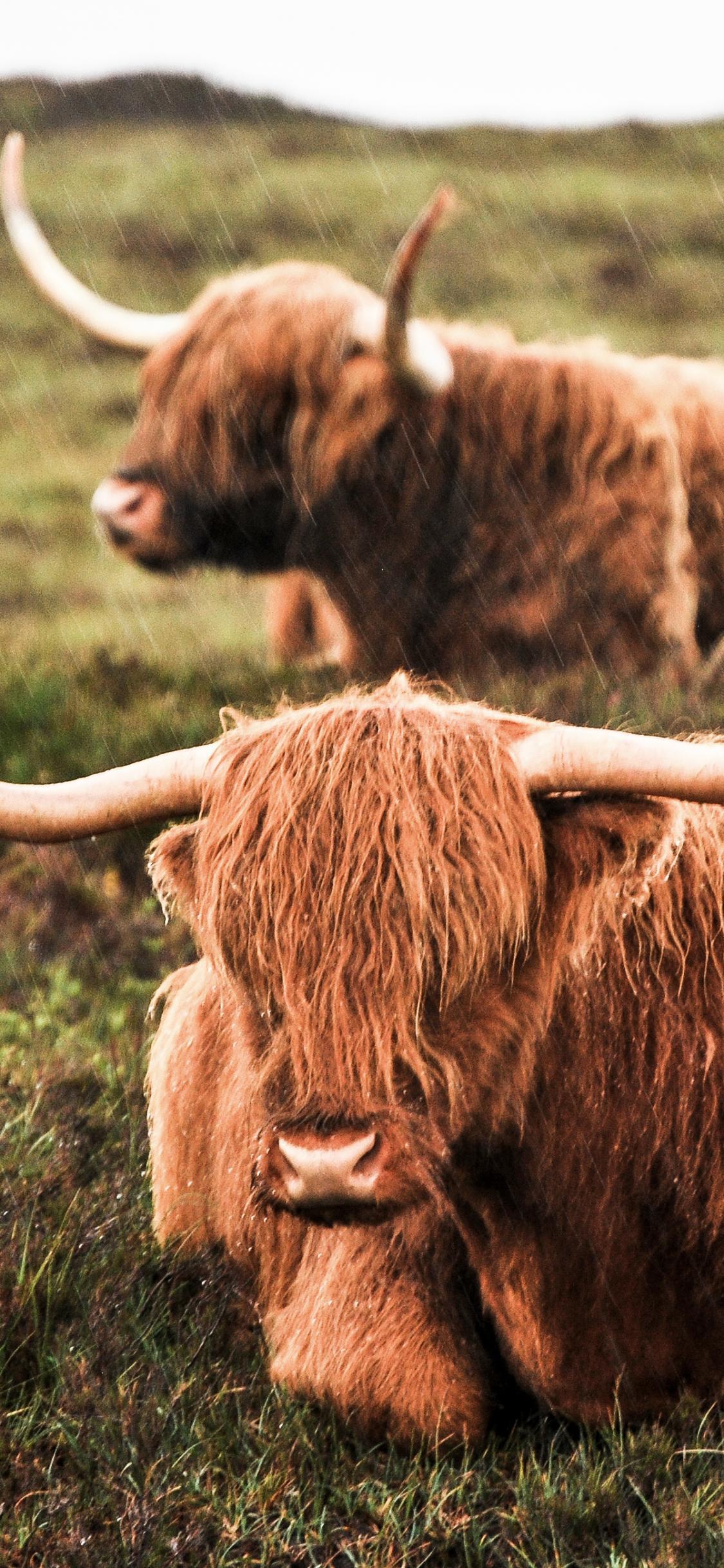 Animal/Highland Cattle