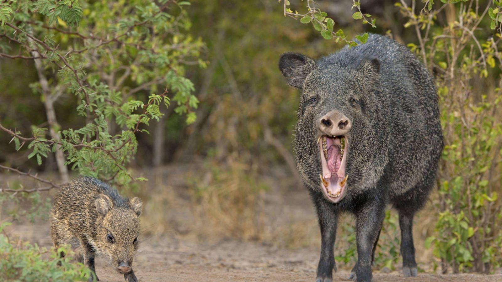 Javelina