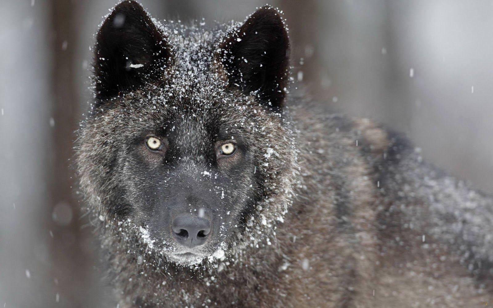 Black Wolf Fresh Hd Desktop Wallpapers 2013