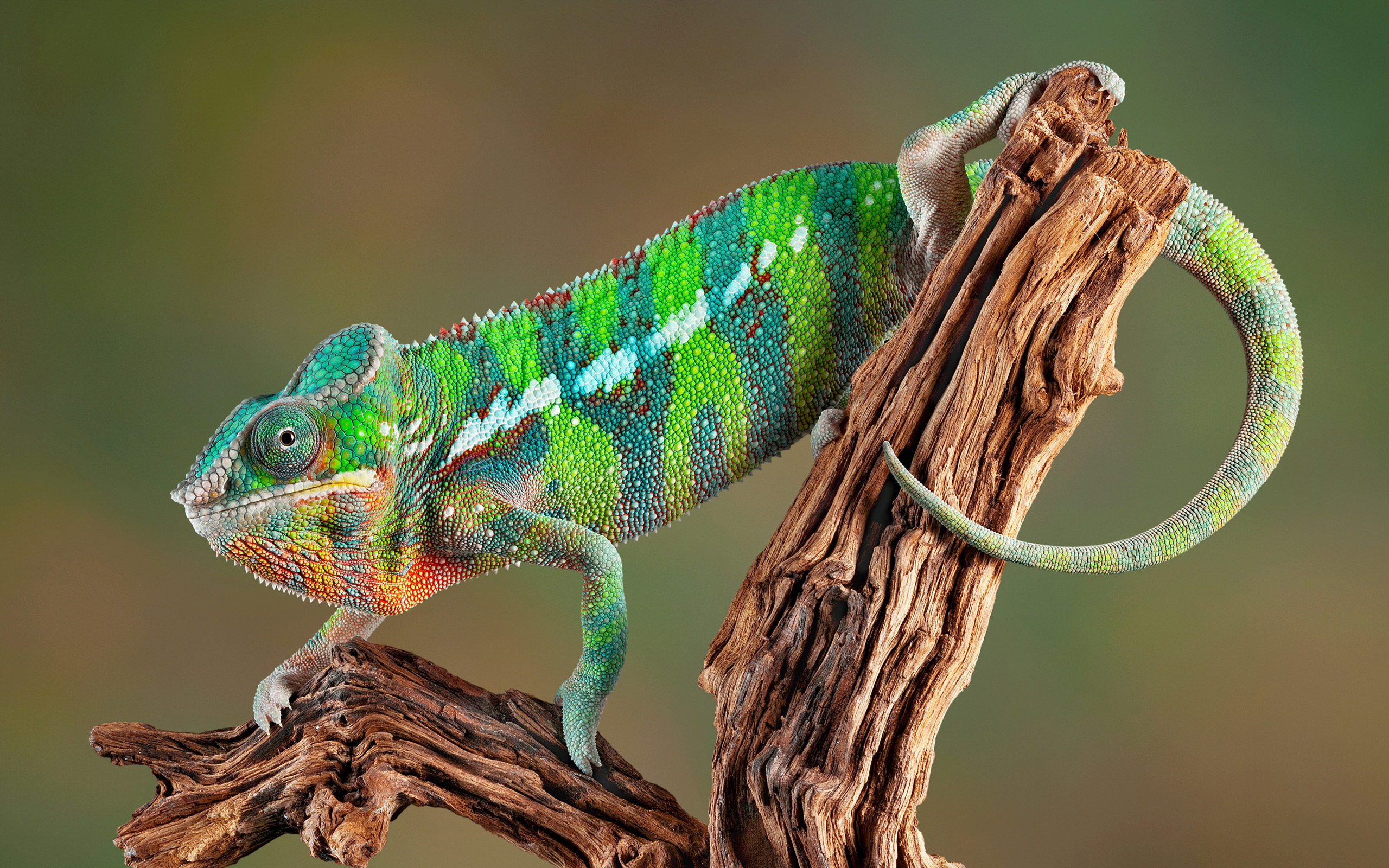 Chameleon HD Wallpapers