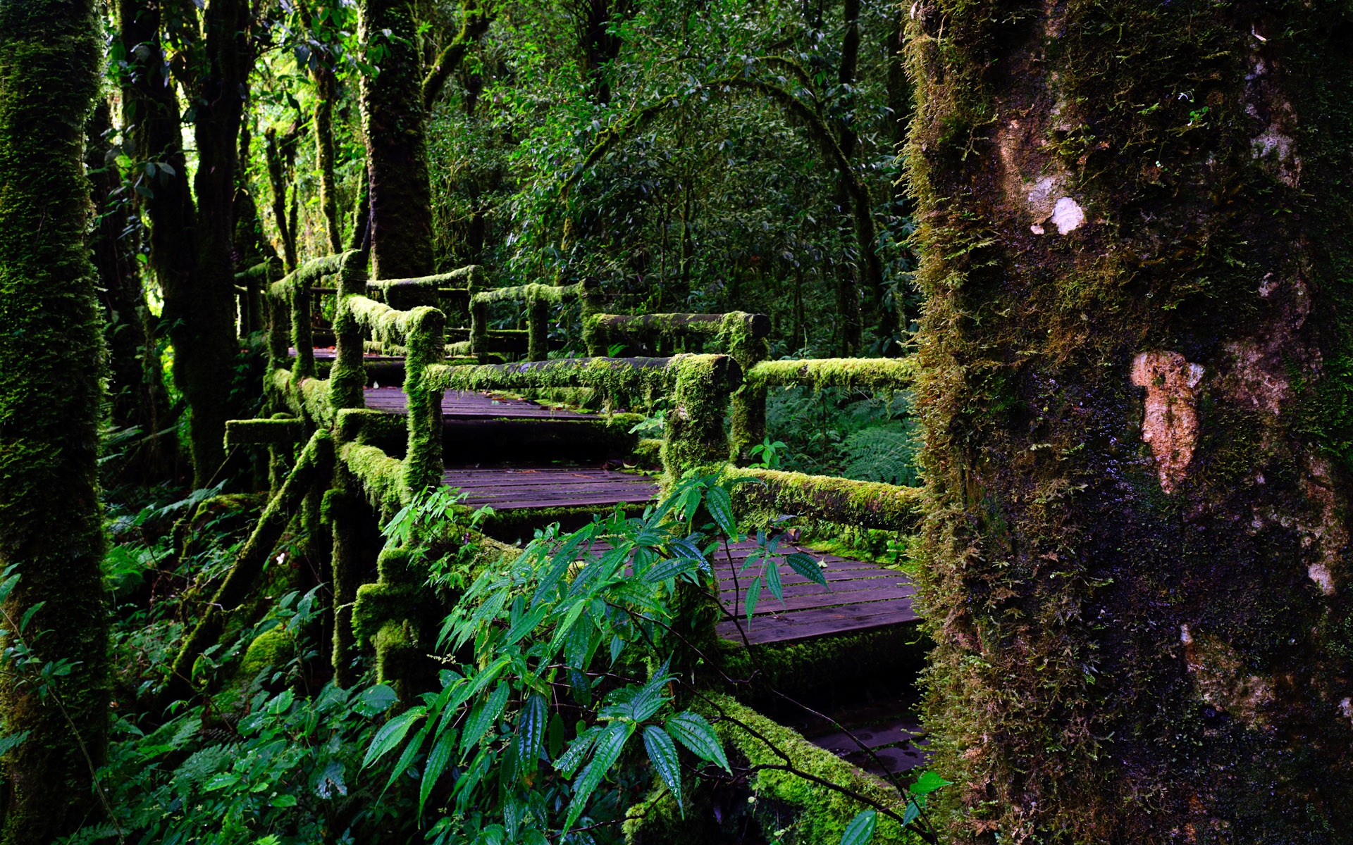 Wallpapers Chiang Mai, Thailand, Doi Inthanon National Park