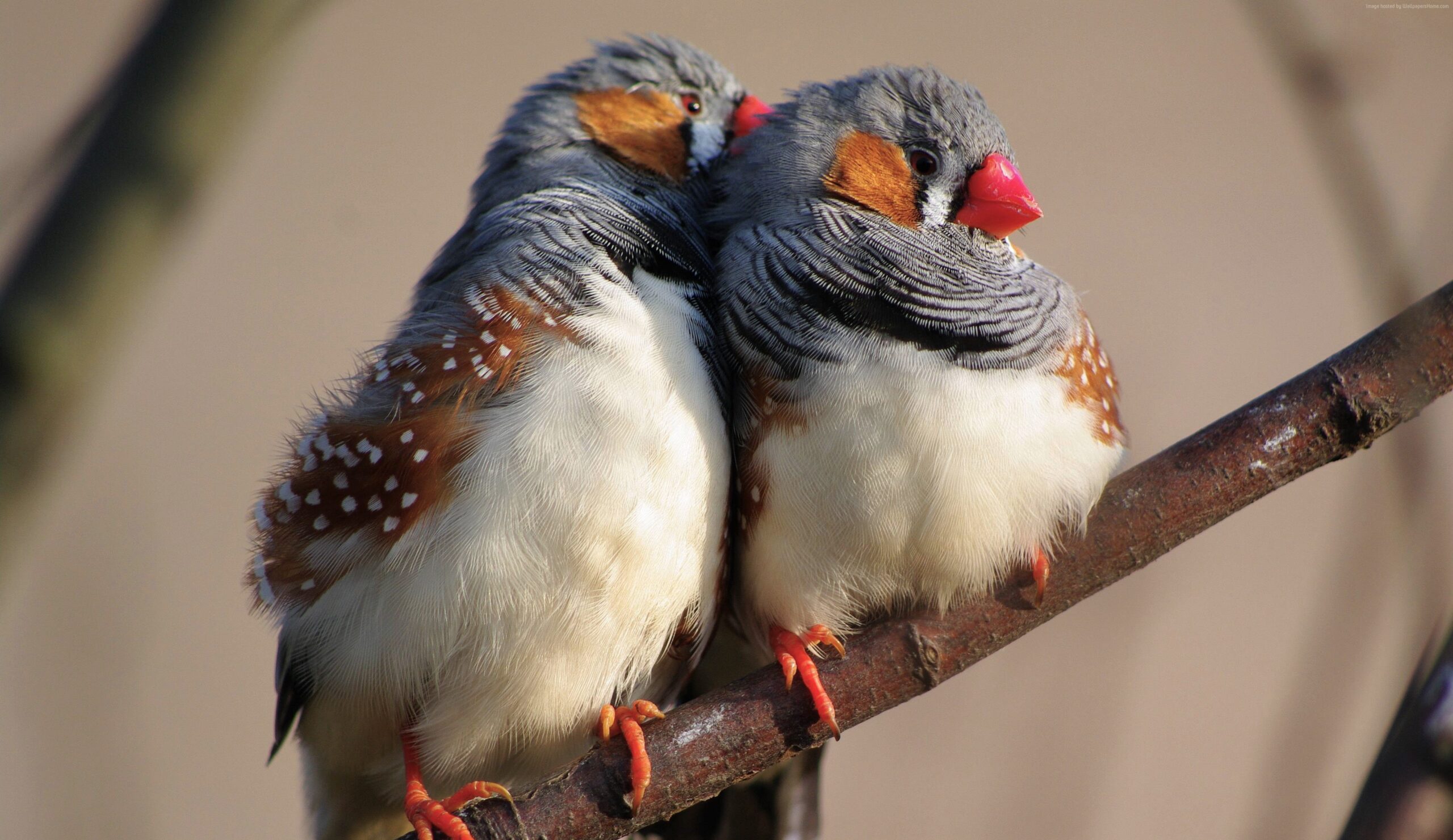 Zebra Finches 4k Ultra HD Wallpapers