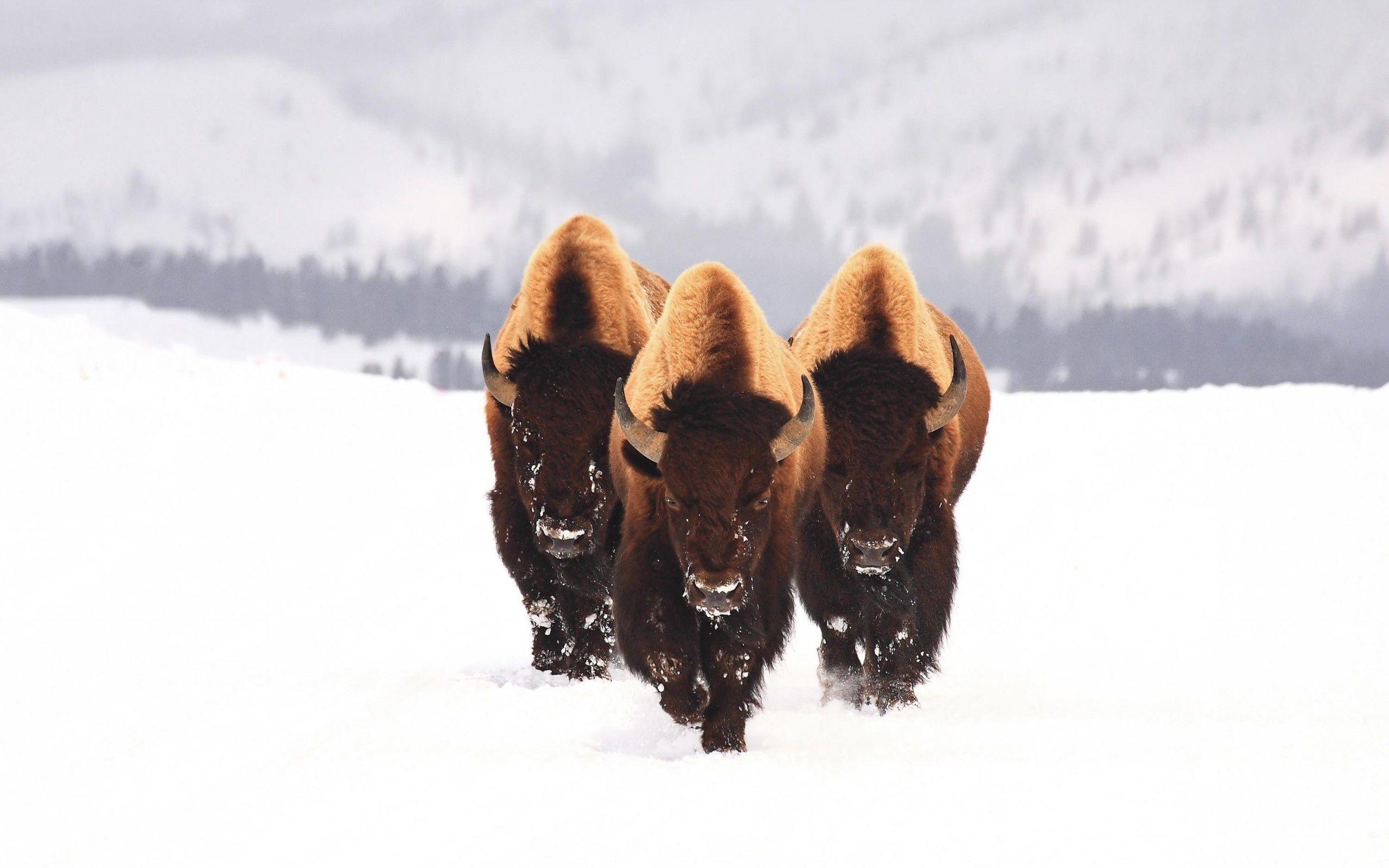 Image For > American Bison Wallpapers