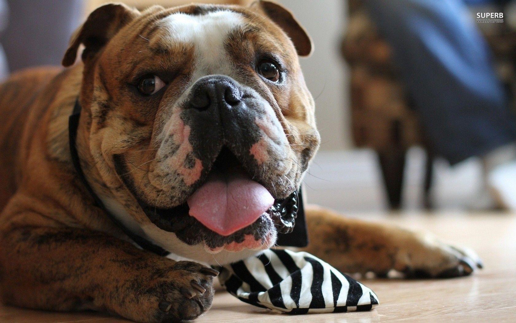 Old English Bulldog Wallpapers High Resolution and Quality Download