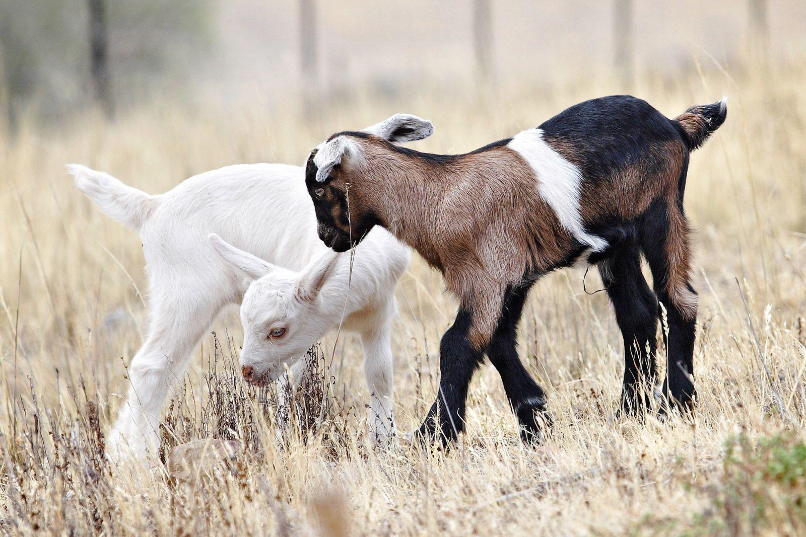 25+ Lovely Wallpapers Of Baby Goats