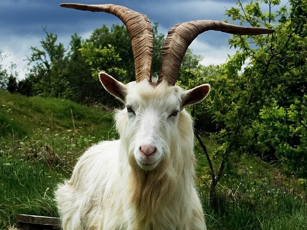 Goat Wallpapers