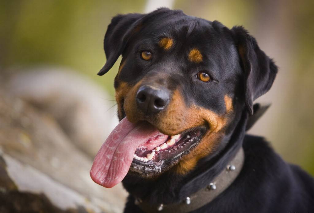 Rottweiler Wallpapers HD