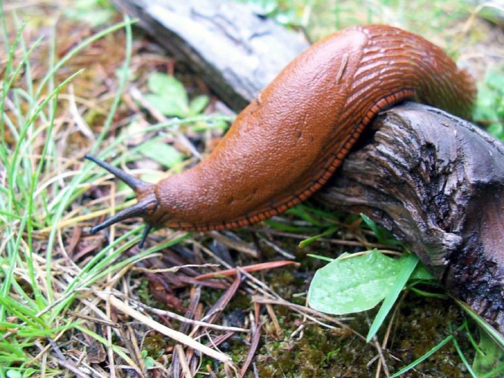 Cute Slugs Wallpapers Image