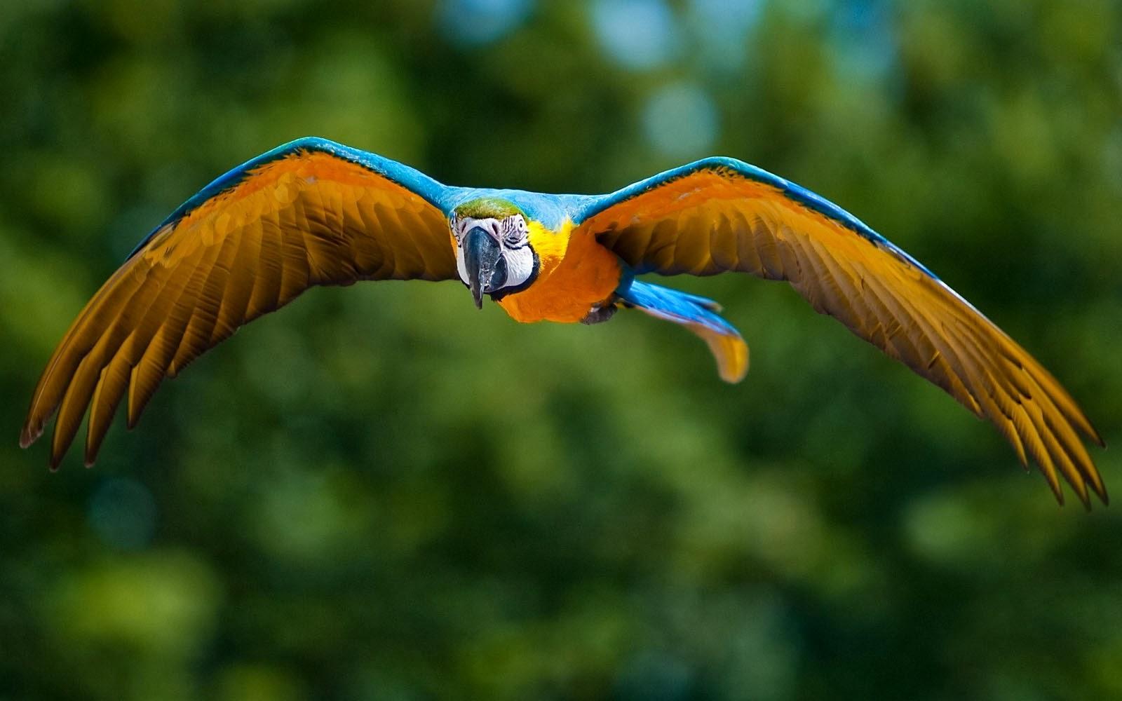 Macaw Bird Wallpapers