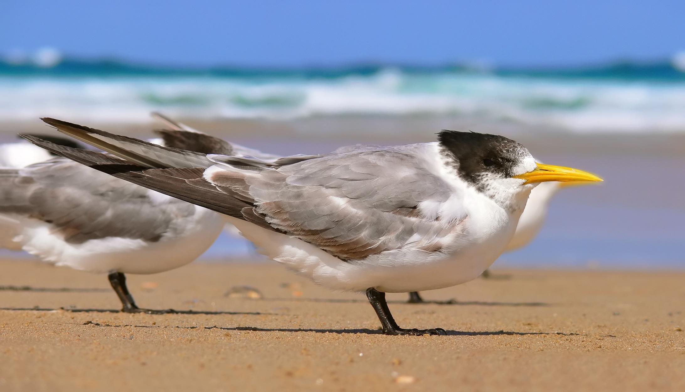 File:Crested tern444 edit