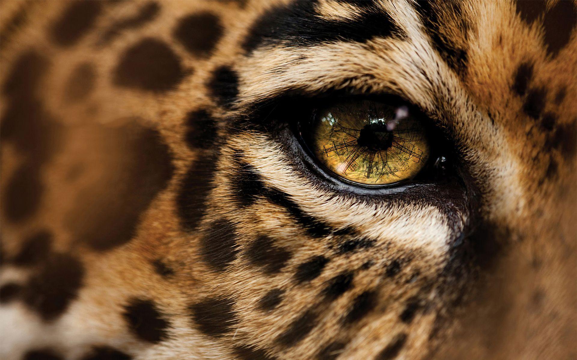 24 Jaguar Wallpapers Download