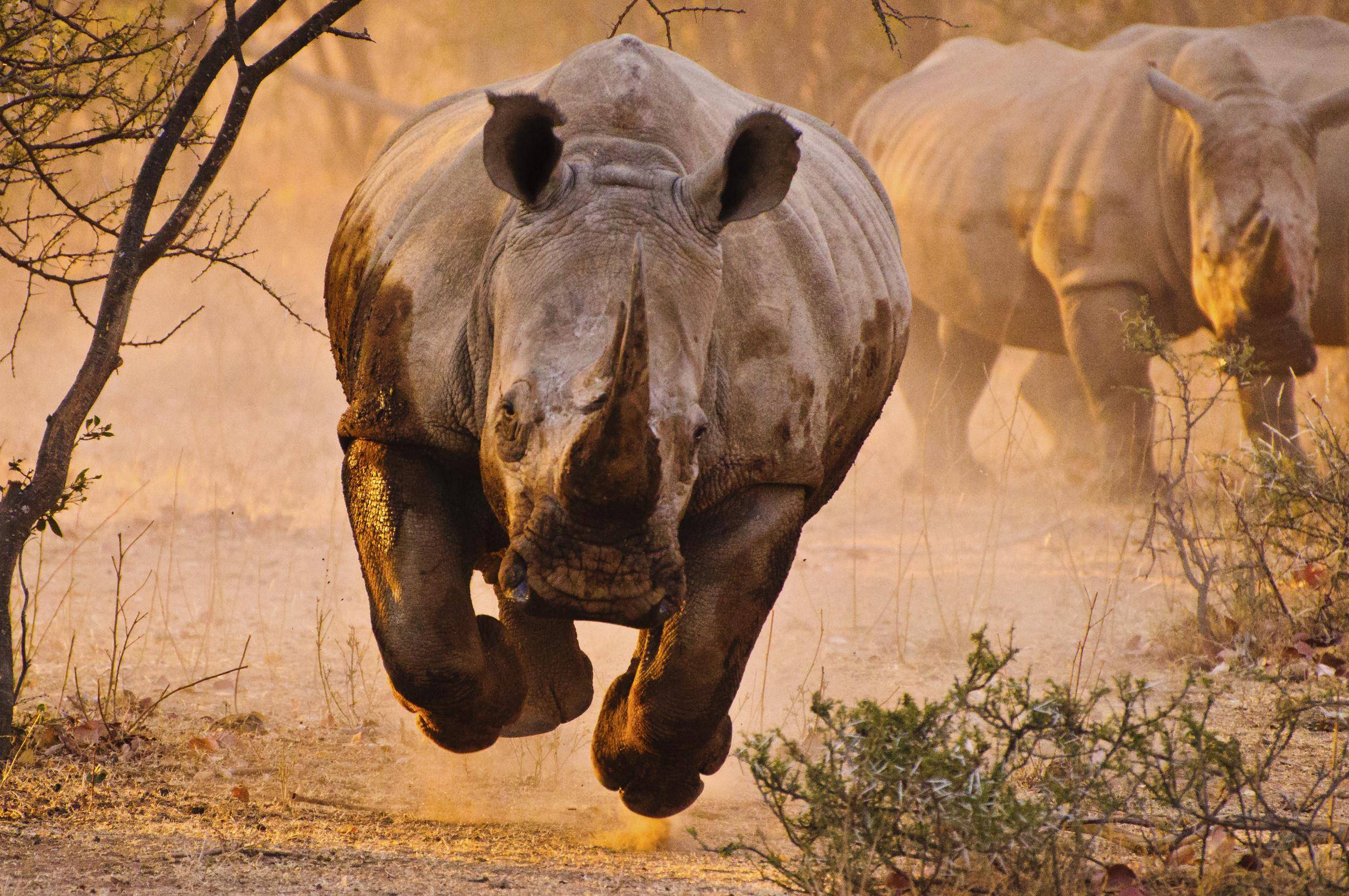 102 Rhino HD Wallpapers