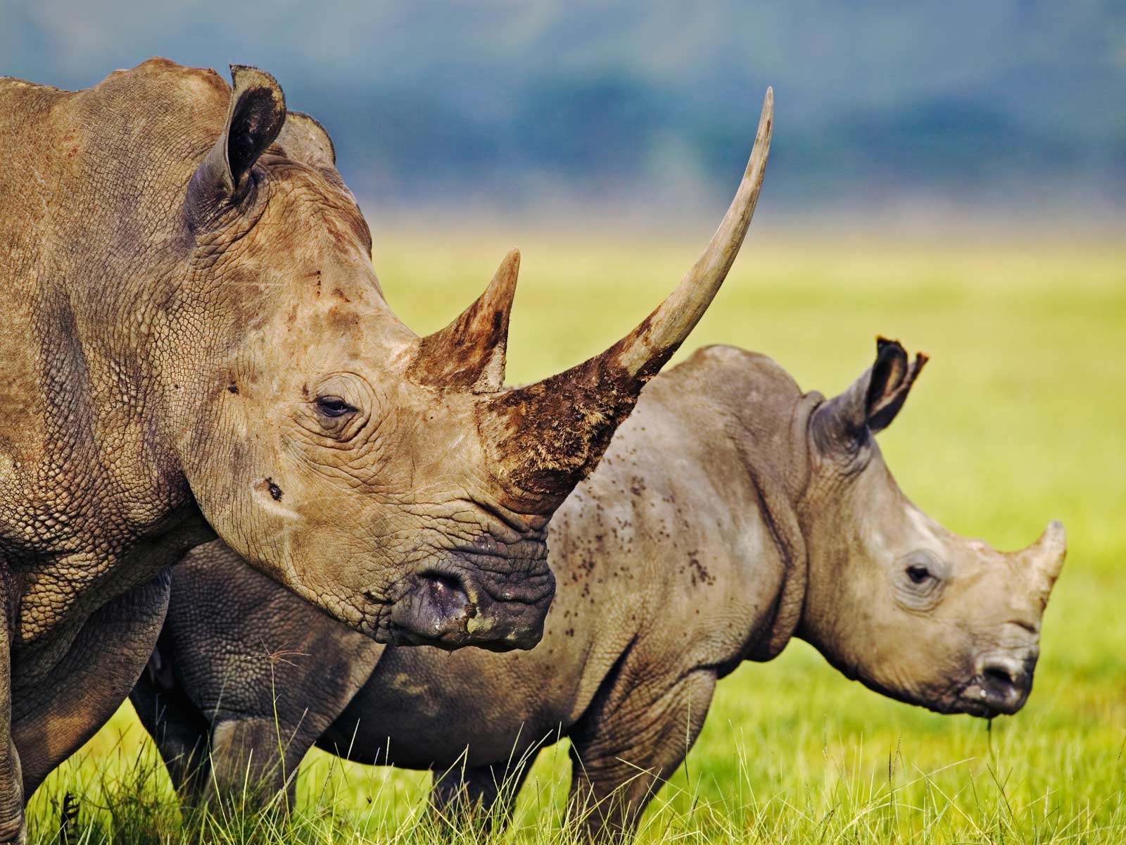 Rhinoceros Wallpapers 43101 ~ HDWallSource