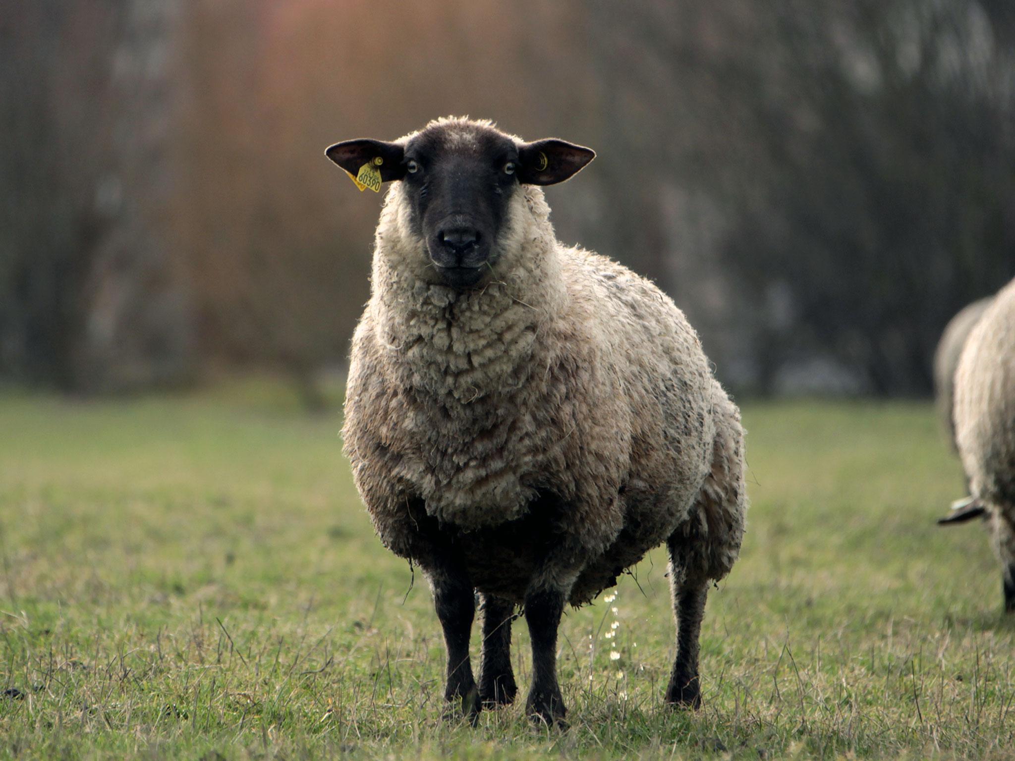 File: Sheep Wallpapers