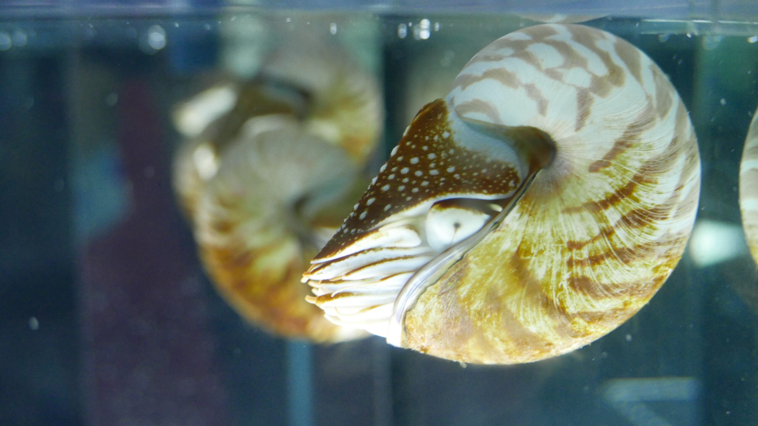 Chambered Nautilus