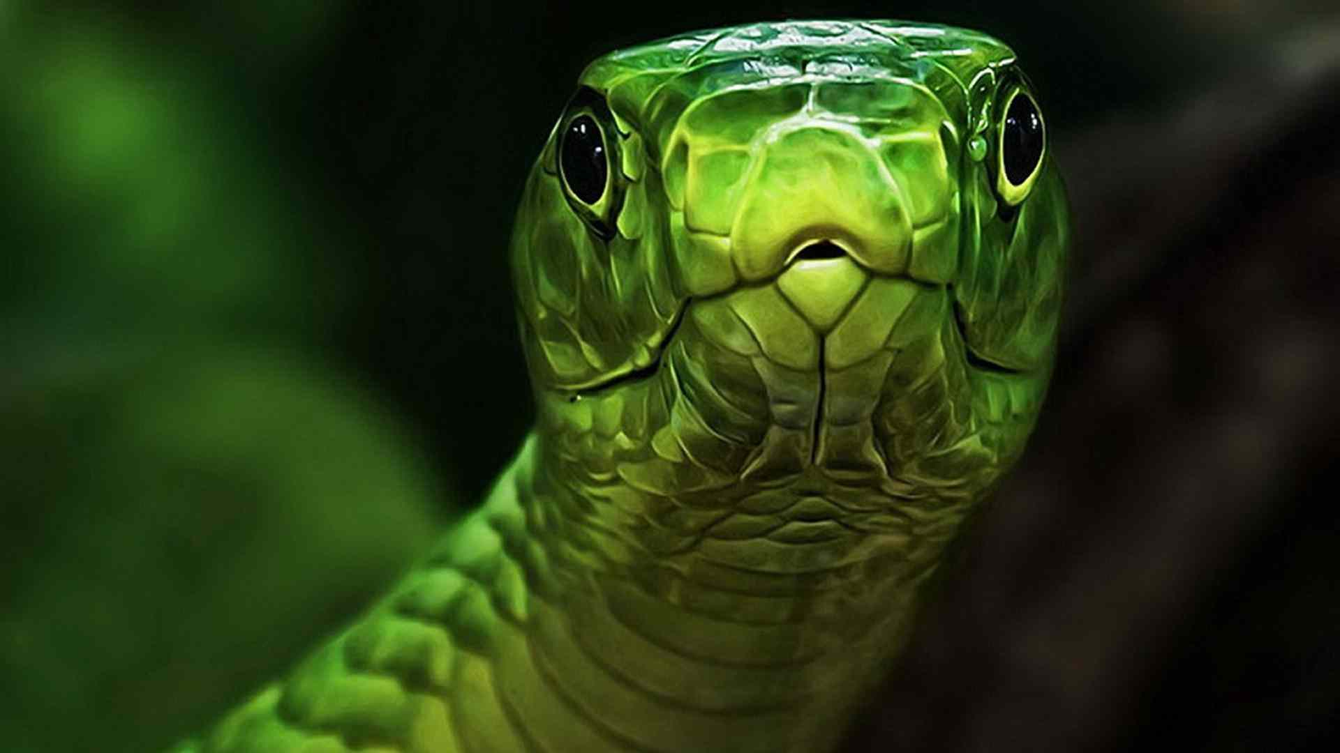 Image of an anaconda snake download