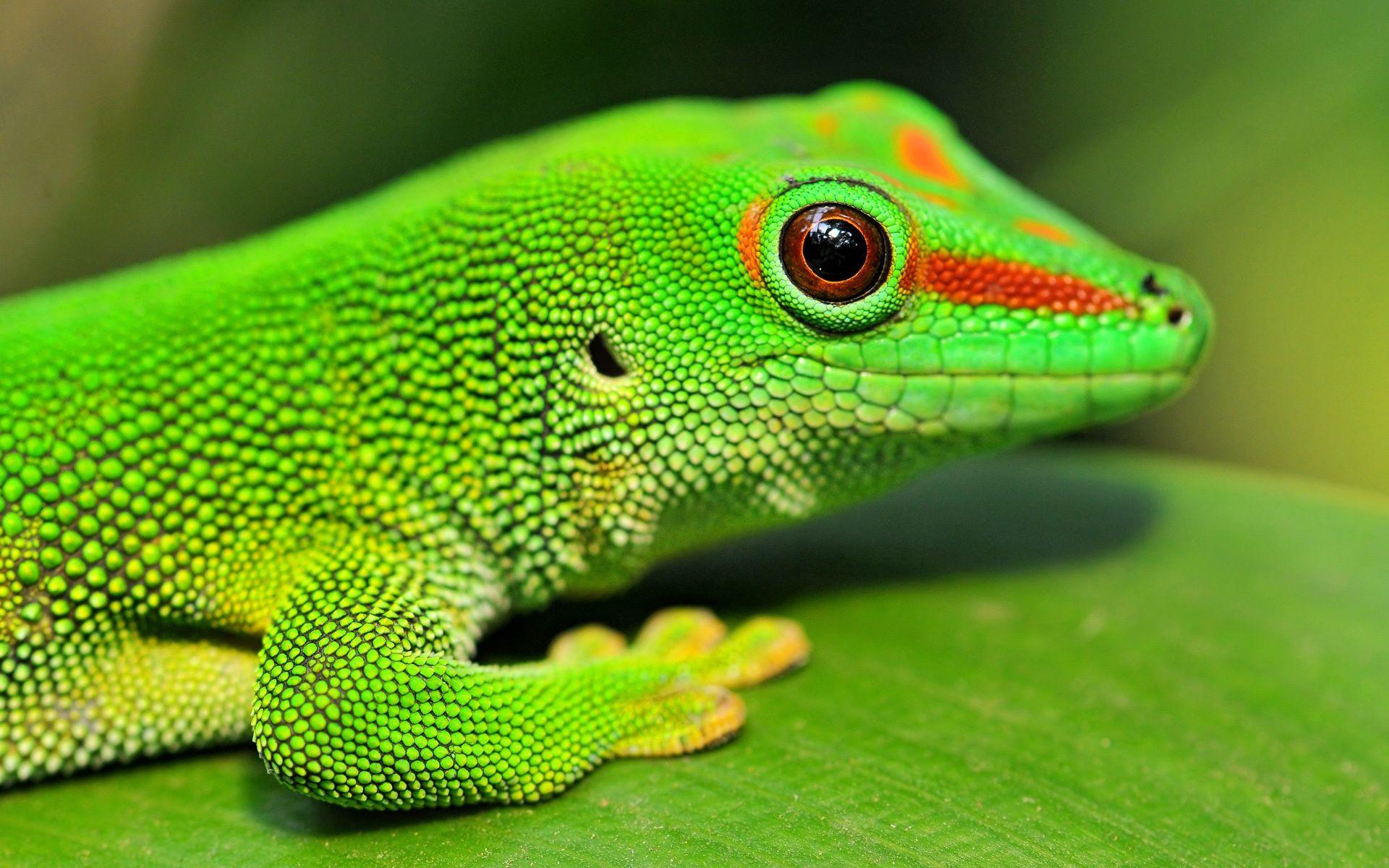 Gecko Wallpapers