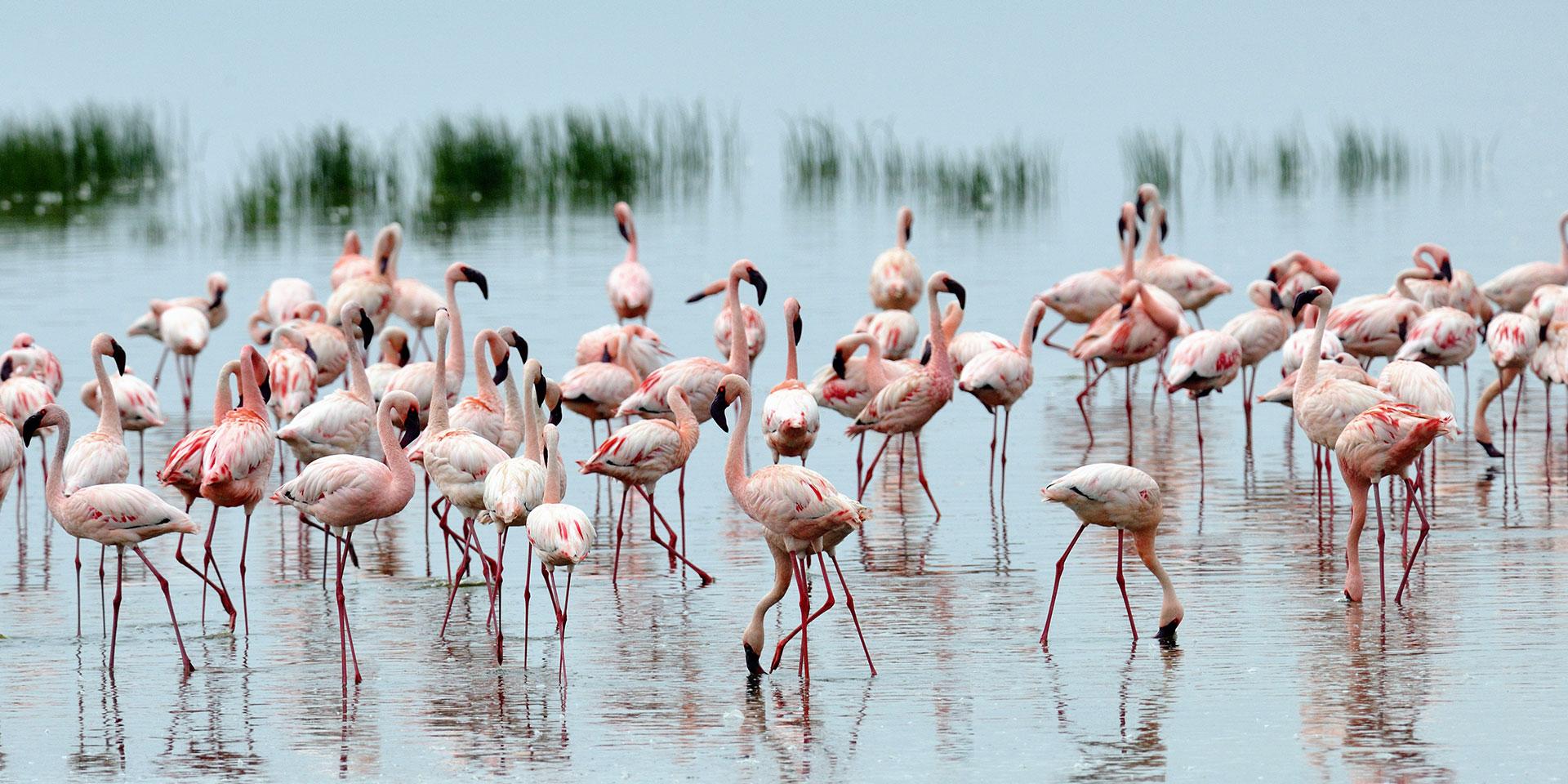 Lake Nakuru National Park