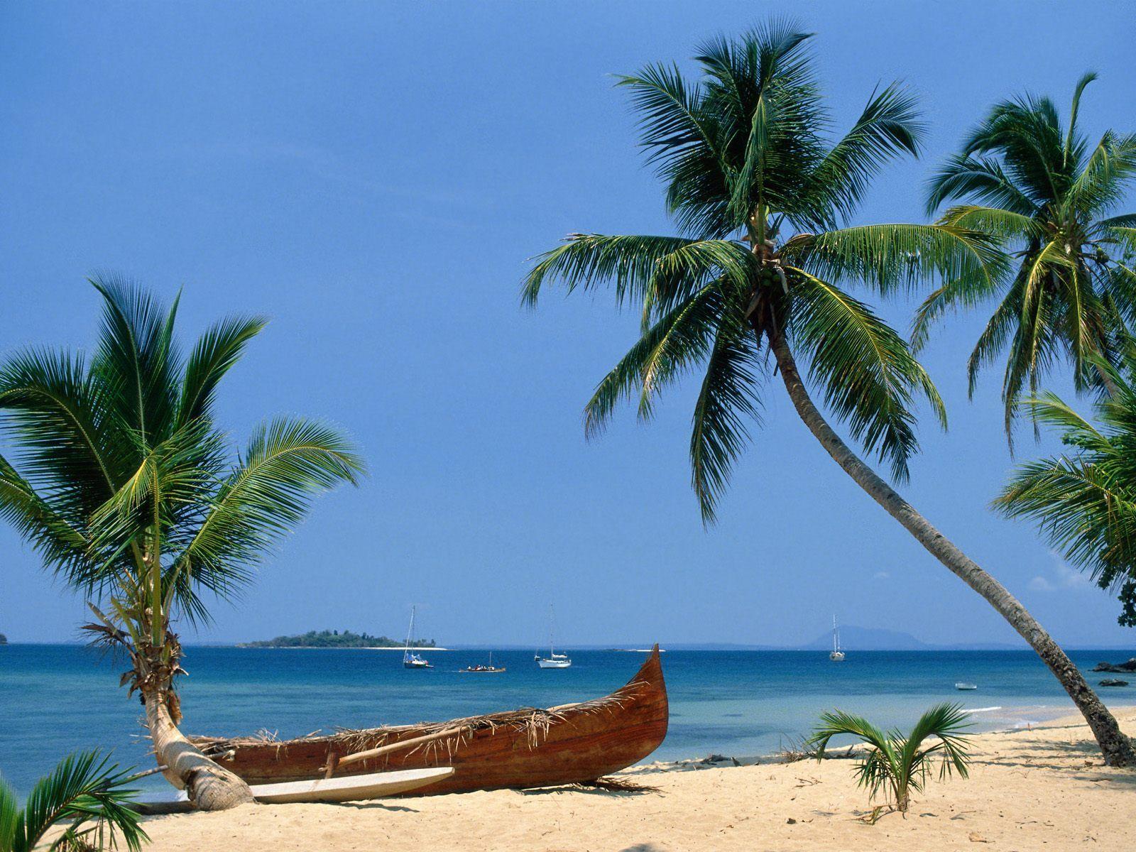 Palm trees and a boat