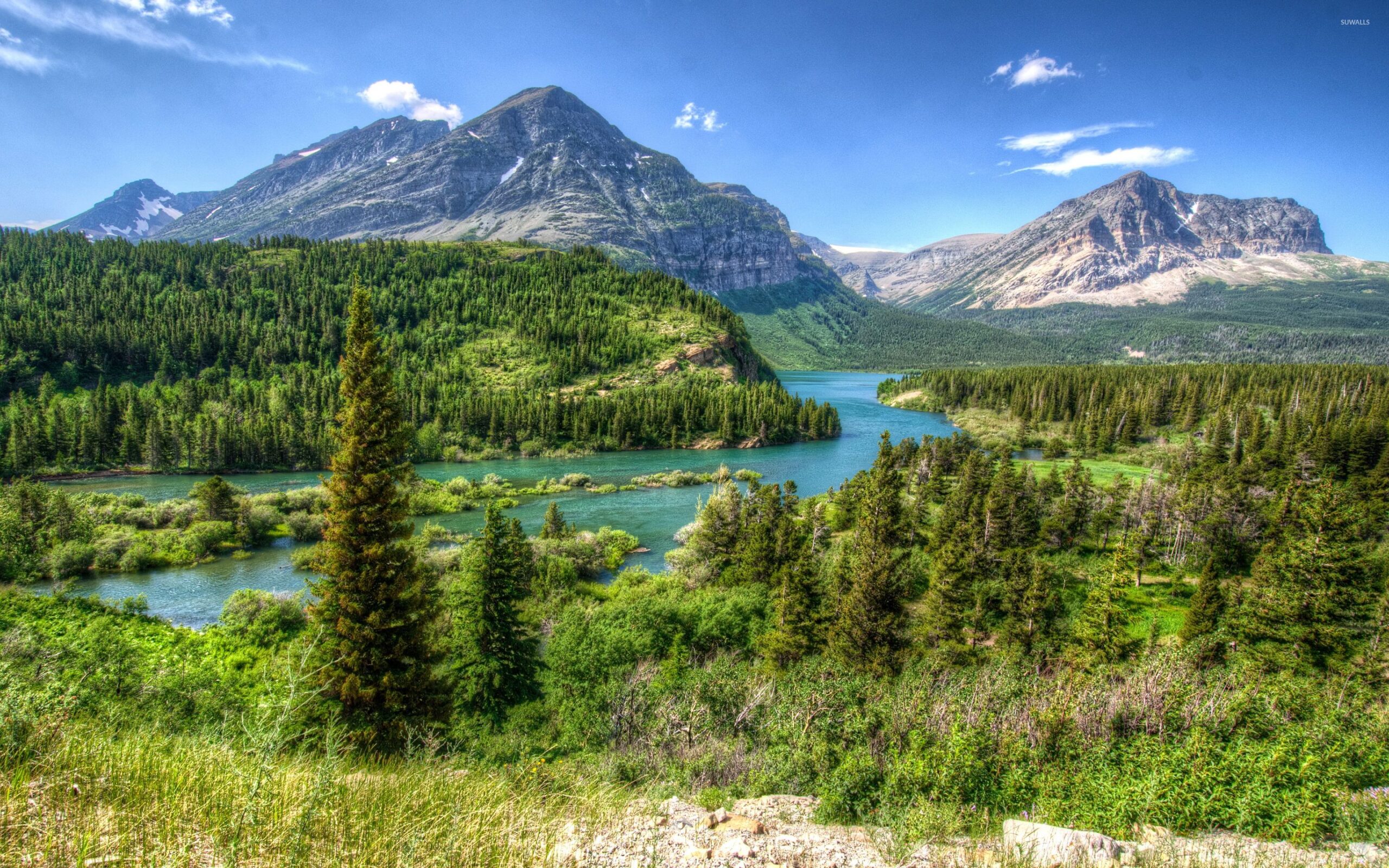 Amazing green forest in Glacier National Park wallpapers