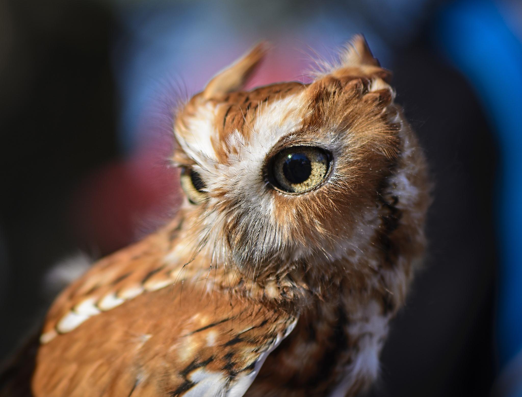 Download wallpapers owl, predator, bird, eyes hd backgrounds