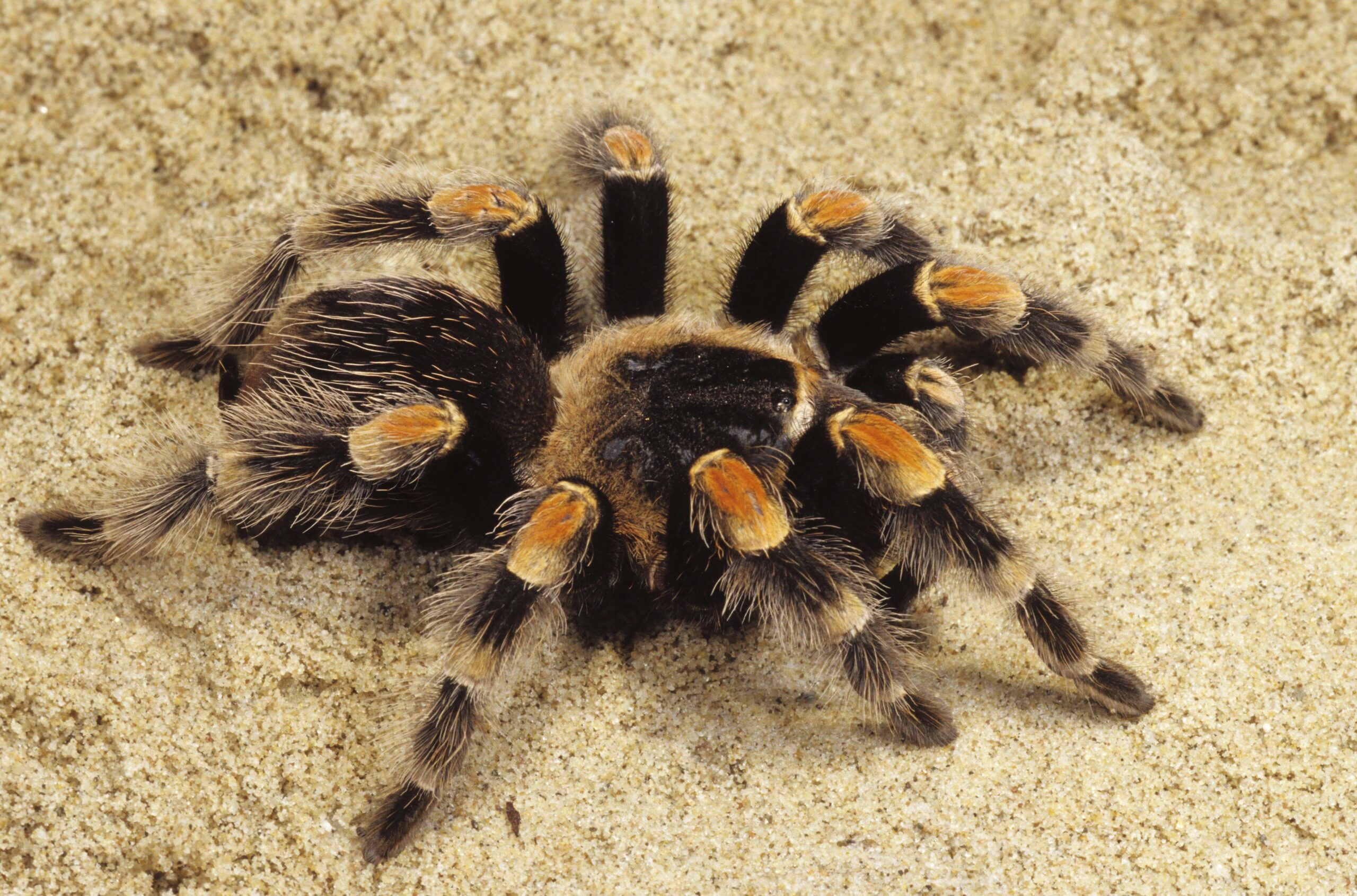 Download Wallpapers Spider, Tarantula, Sand HD Backgrounds