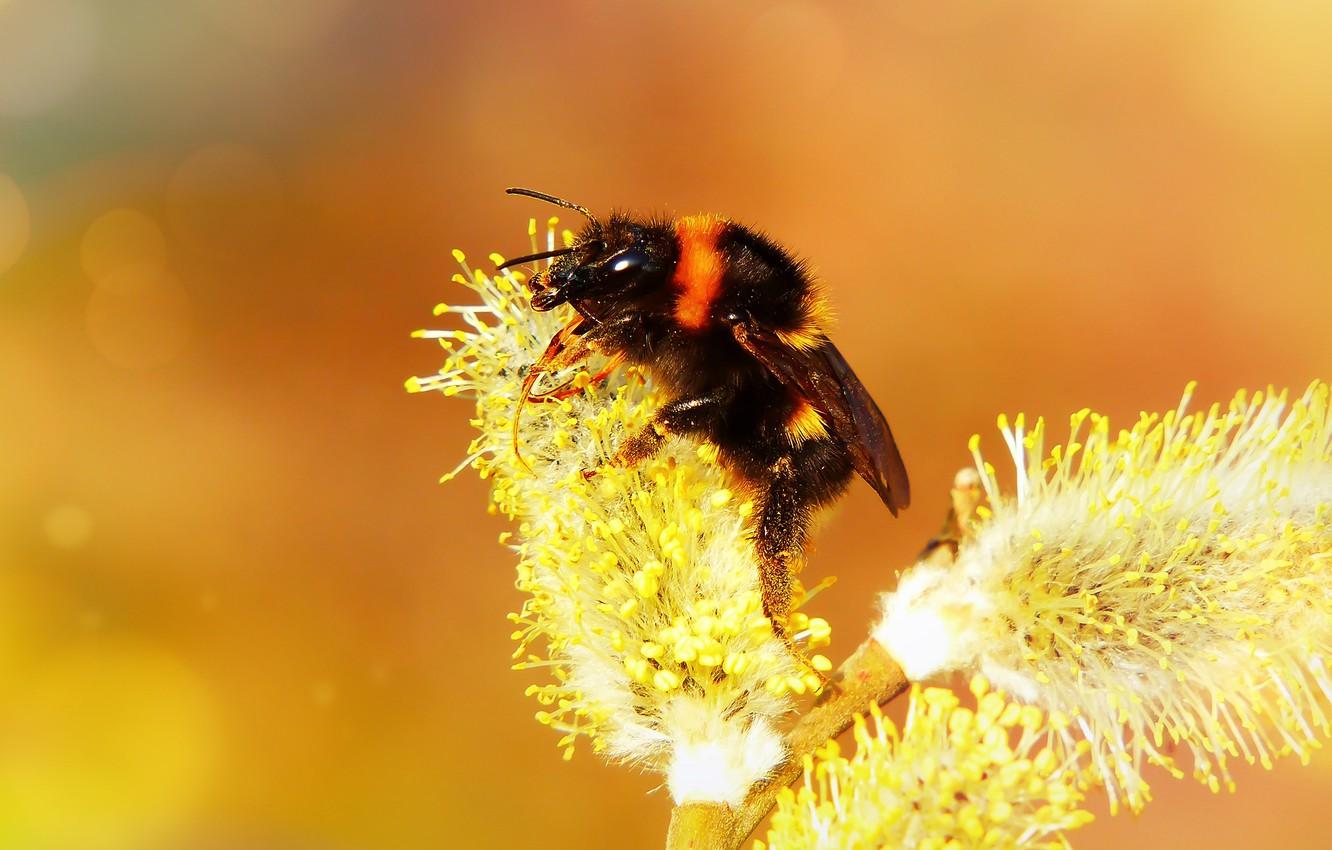 Wallpapers macro, orange, bee, background, branch, spring