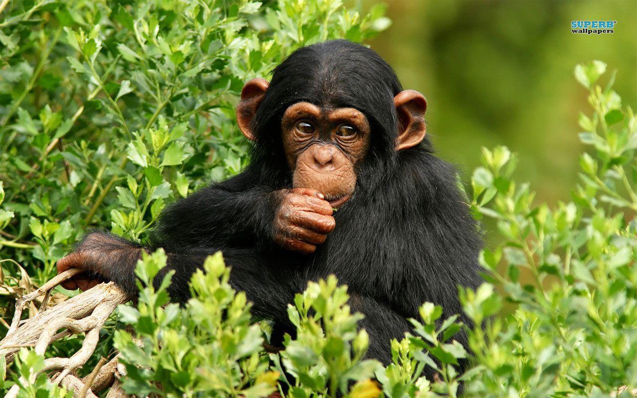 Chimpanzee wallpapers