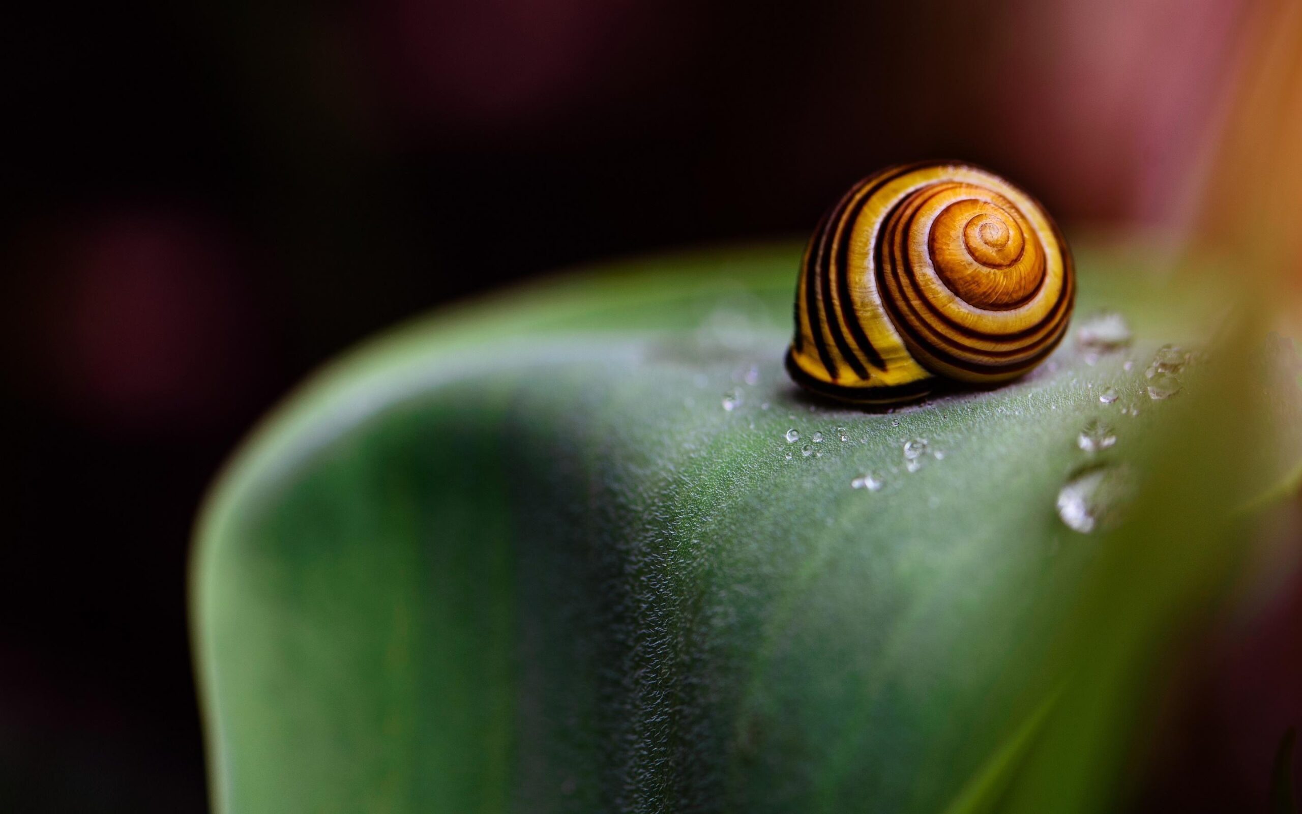 Snail Wallpapers, PC, Laptop 35 Snail Backgrounds in FHD