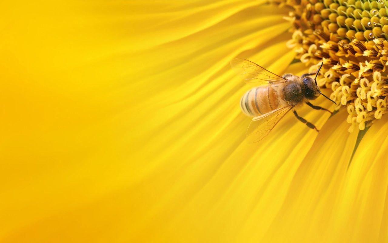 Honey Bees Wallpapers