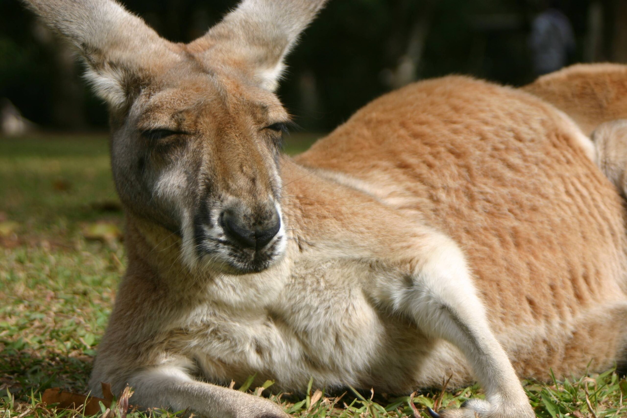 Pin Kangaroo Wallpapers