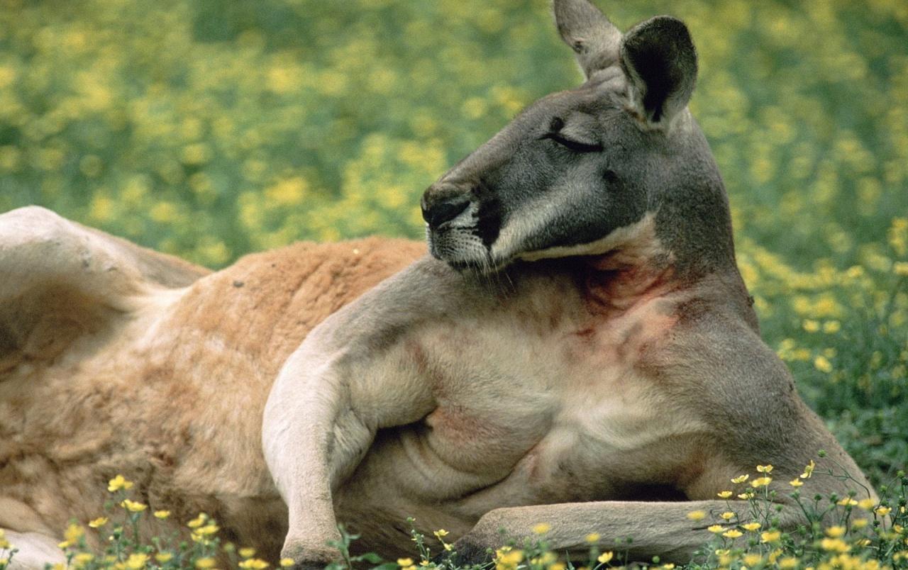 red kangaroo wallpapers